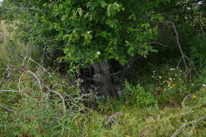 Карстовая воронка с мусором